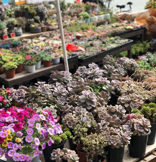 花市品种有哪些？如何选择适合的花市品种？