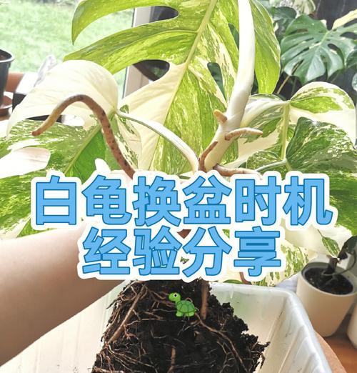 倒盆时应该使用哪种土壤？倒盆的最佳时机是什么时候？