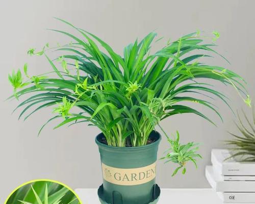 植物净化空气的科学方法是什么？