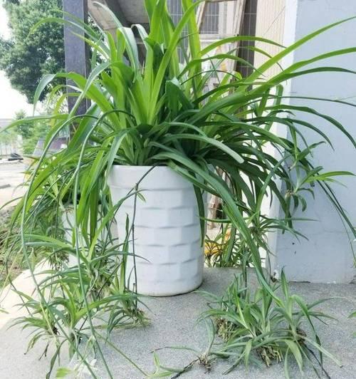 植物净化空气的科学方法是什么？