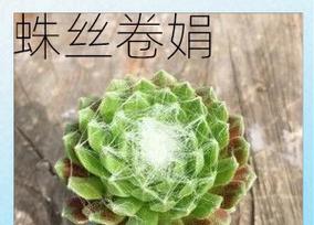 蛛丝卷绢的养殖技巧有哪些？