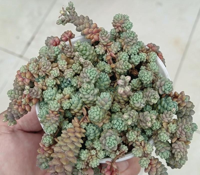 蛛丝卷绢的养殖技巧有哪些？