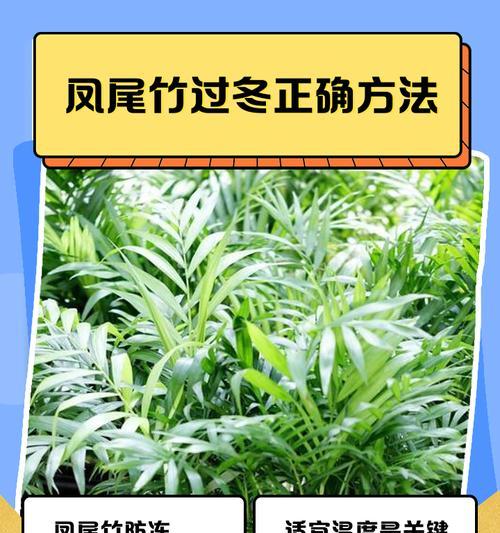 凤尾竹种子种植方法是什么？