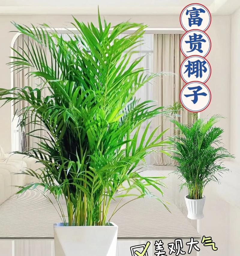 凤尾竹种子种植方法是什么？