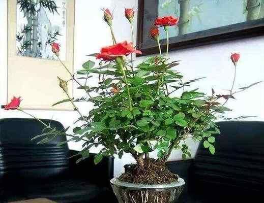 水培花卉的市场前景如何？投资水培花卉能赚钱吗？
