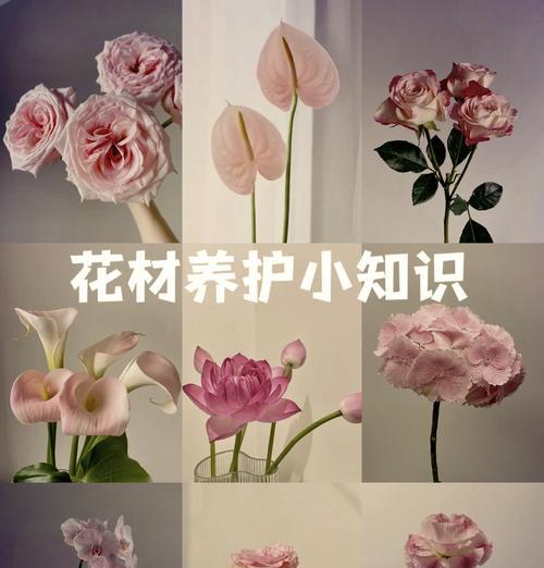 粉掌养护技巧有哪些？
