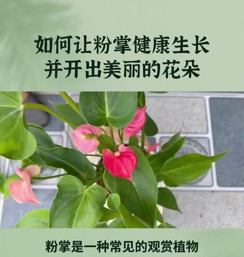 粉掌养护技巧有哪些？