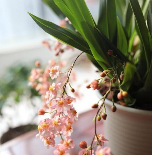 冬季开花植物有哪些？