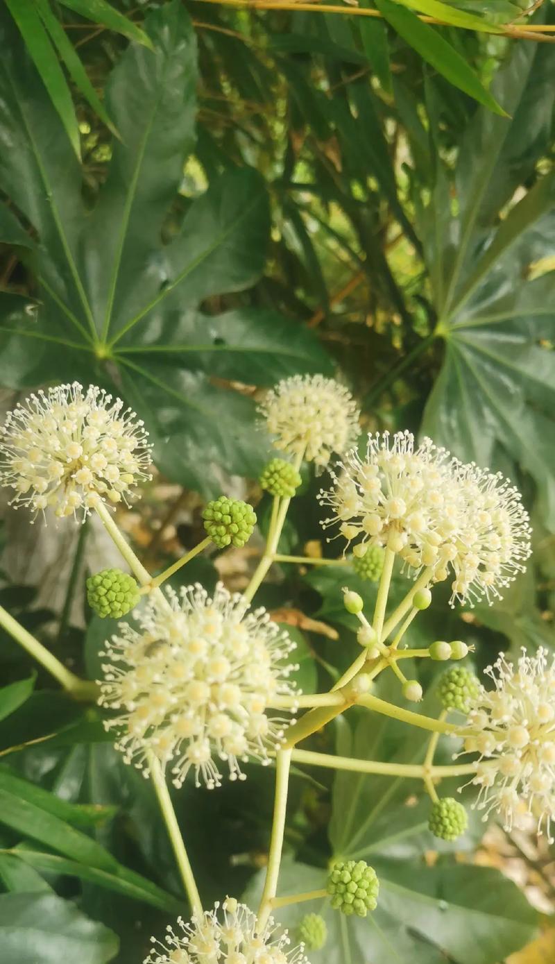 冬季开花植物有哪些？