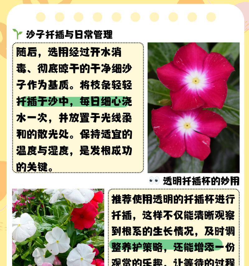 花种子催芽的正确步骤和技巧是什么？