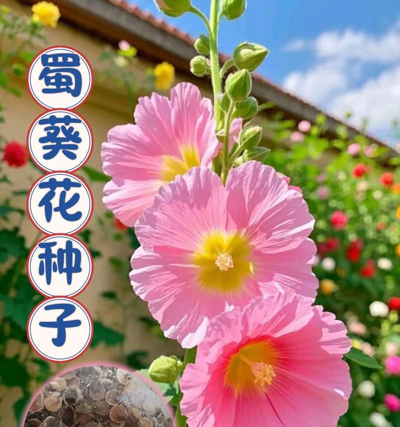 花种子催芽的正确步骤和技巧是什么？