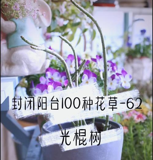 怎么让光棍树多发枝？光棍树发枝的技巧和方法是什么？