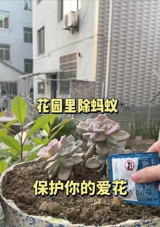 家中养花出现蚂蚁应该怎么办？