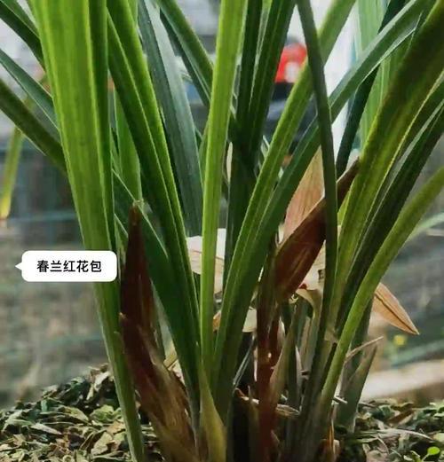 水兰花怎么养活？如何保持水兰花的健康生长？