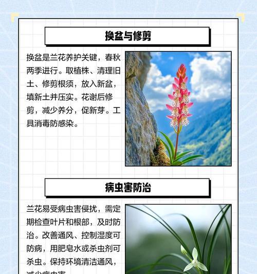 水兰花怎么养活？如何保持水兰花的健康生长？