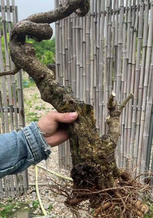 紫藤花种子种植的正确方法是什么？怎样才能顺利发芽？