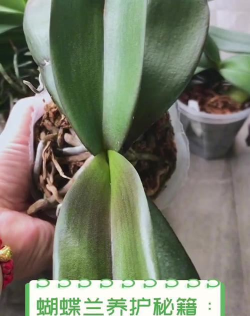 蝴蝶兰的施肥方法是什么？蝴蝶兰需要什么肥料？