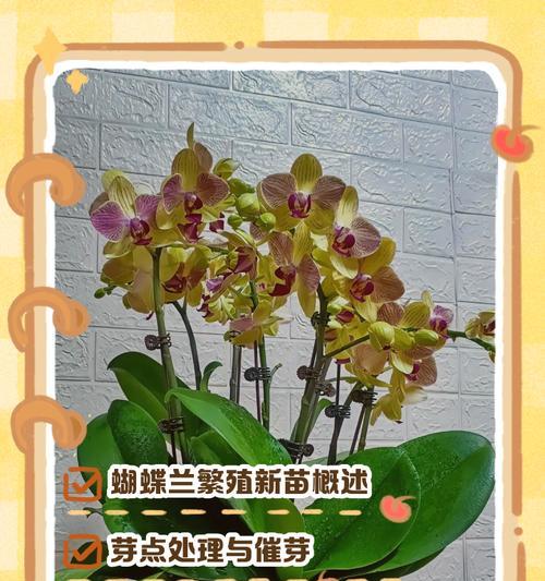 蝴蝶兰的施肥方法是什么？蝴蝶兰需要什么肥料？