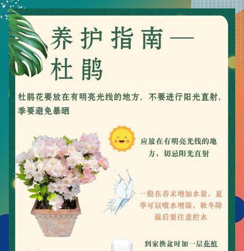 杜鹃施肥的最佳时机和技巧是什么？