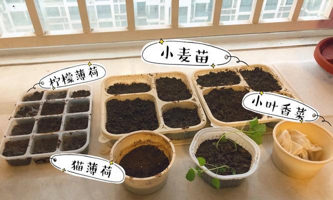 猫薄荷的种植方法有哪些？