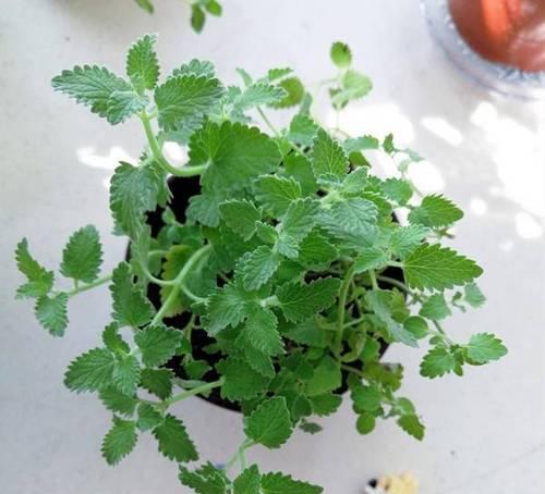 猫薄荷的种植方法有哪些？