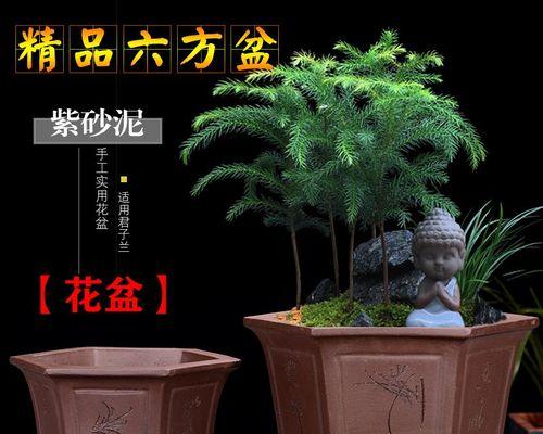 盆景配盆技巧有哪些？如何选择合适的盆器？