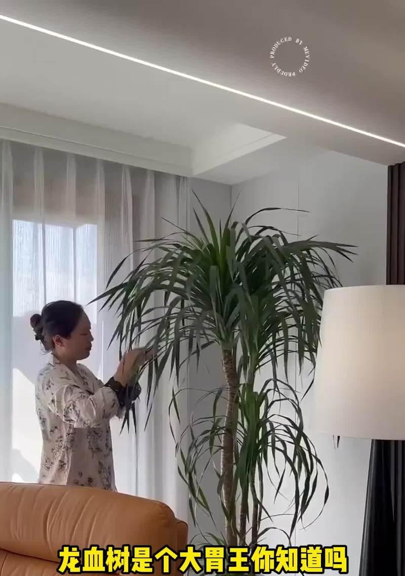 龙血树烂根的处理方法？如何预防烂根现象？