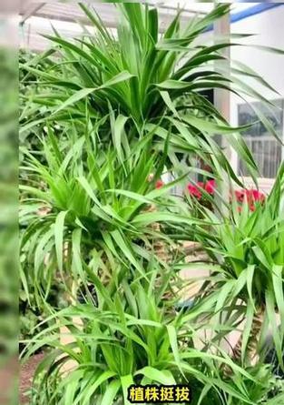 龙血树烂根的处理方法？如何预防烂根现象？
