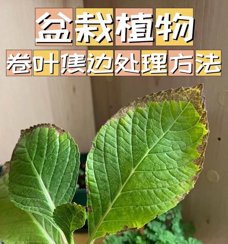 盆栽叶片发黄的处理方法是什么？