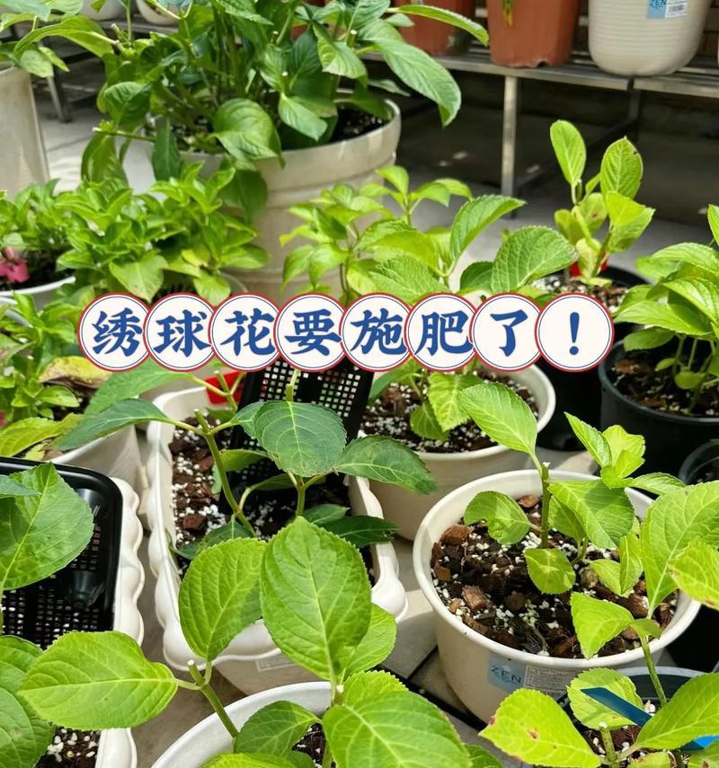 花卉肥料的正确配比方法是什么？