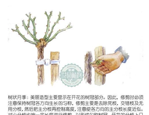 月季花修剪方法是什么？月季花修剪的步骤有哪些？