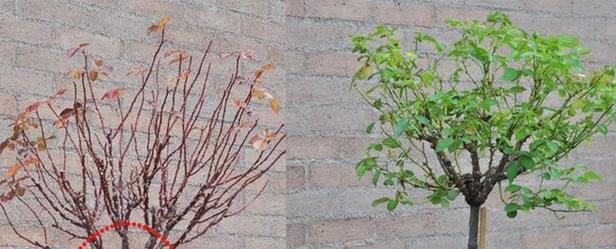 月季花修剪方法是什么？月季花修剪的步骤有哪些？