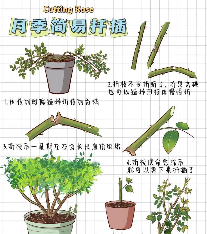 月季压条繁殖的具体步骤和技巧是什么？