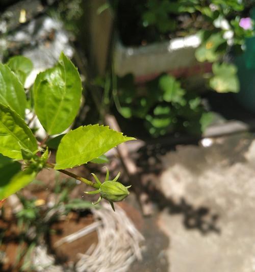 三角梅叶子干枯的原因是什么？如何进行有效救治？