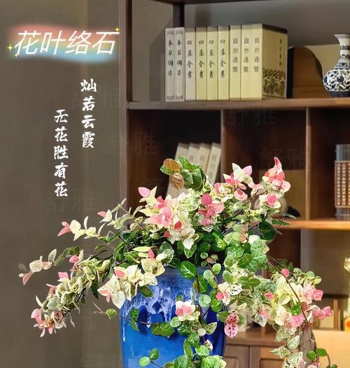 花叶植物有哪些？如何选择和养护？