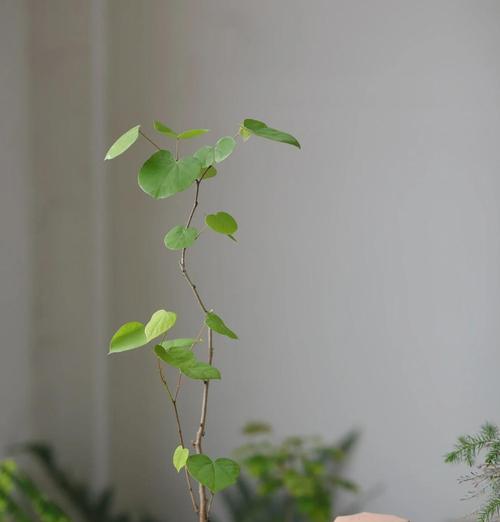 花叶植物有哪些？如何选择和养护？