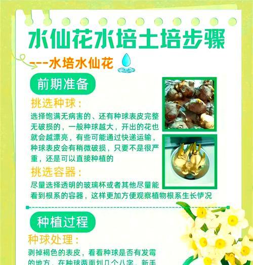 八仙花的养殖方法和注意事项有哪些？