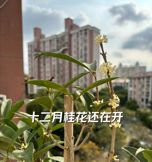 四季桂需要施什么肥料？施肥的正确方法是什么？