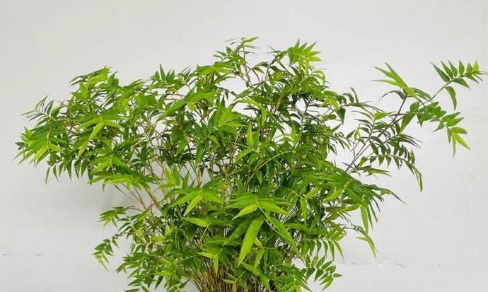 凤尾竹有几个品种？凤尾竹的养殖和繁殖方法是什么？