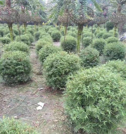凤尾竹有几个品种？凤尾竹的养殖和繁殖方法是什么？