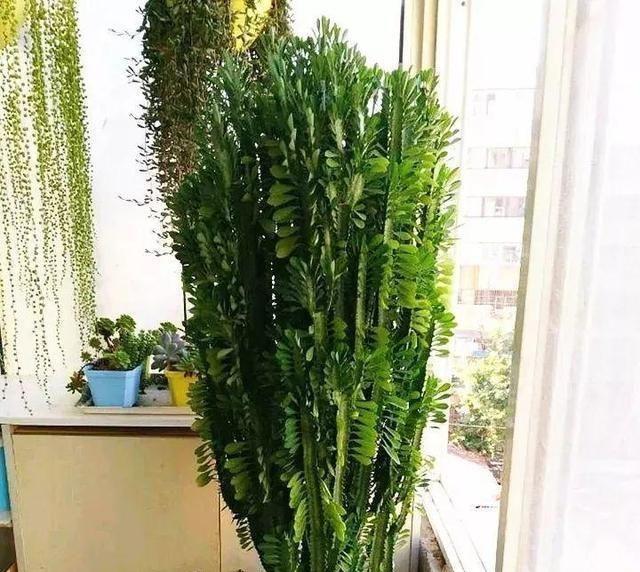龙骨花栽培技巧有哪些？如何处理栽培中的问题？