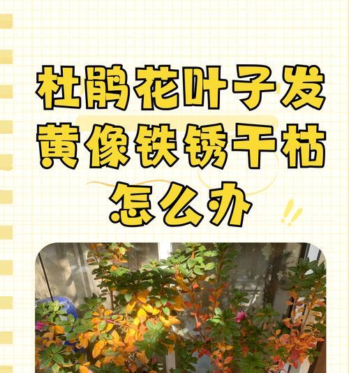盆栽土壤最好用什么的？选择盆栽土壤的要点是什么？