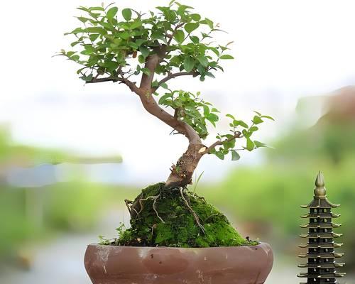 盆栽土壤最好用什么的？选择盆栽土壤的要点是什么？