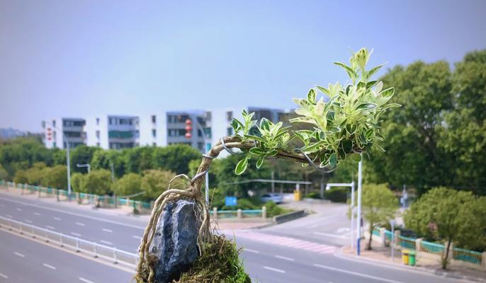六月雪的开花时间是什么时候？六月雪开花的条件是什么？