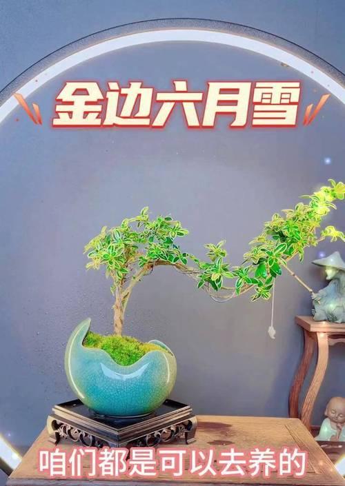 六月雪的开花时间是什么时候？六月雪开花的条件是什么？
