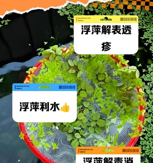 怎么养浮萍？浮萍养殖的要点和常见问题解答？