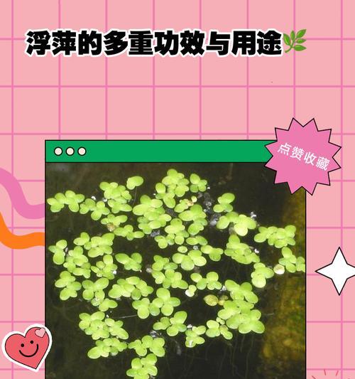 怎么养浮萍？浮萍养殖的要点和常见问题解答？