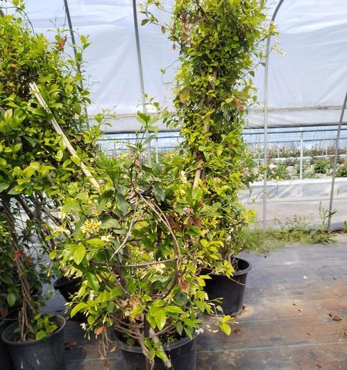 非洲茉莉的养殖技巧有哪些？如何繁殖新植株？
