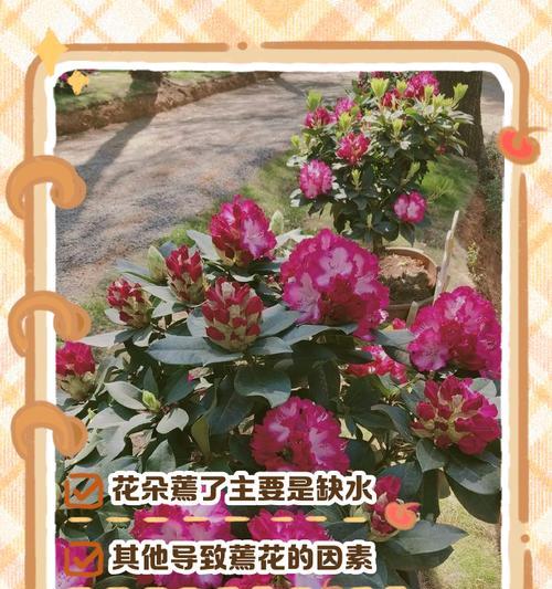 杜鹃花在夏天死亡的原因是什么？