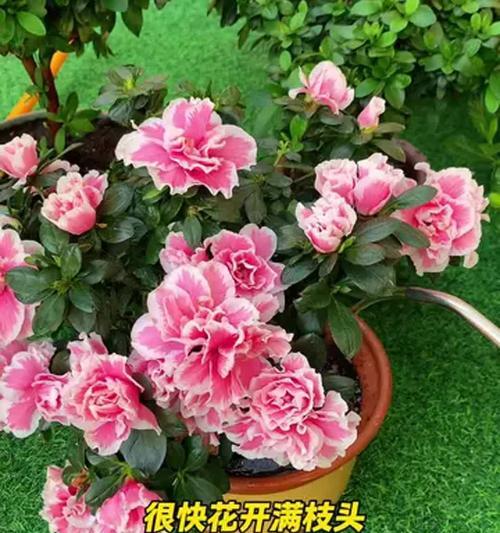 杜鹃花在夏天死亡的原因是什么？